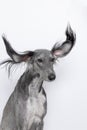 A grey greyhound saluki with long flapping flying ears on white background. isolated. barbershop concept