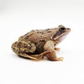 Grey ground frog on a white background Royalty Free Stock Photo