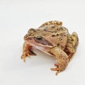 Grey ground frog on a white background Royalty Free Stock Photo