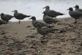 Grey gulls on the beach