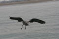 Grey gulls flying over the ocean