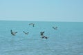 Gulls on lake Balkhash Royalty Free Stock Photo