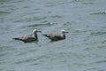 Grey gulls sitting on the ocean