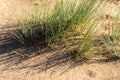 The grey hair-grass Corynephorus canescens on the sand