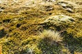 Grey hair-grass with dewdrops