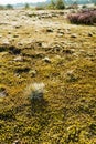 Grey hair-grass with dewdrops