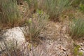 grey hair grass growing in the sand