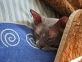 Grey hairless cat of the Peterbald breed sleeps on a pillow under a blanket