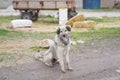 A grey hairy beautiful dog just in front of a tractor trailer a