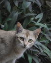 Grey cat with green eyes closeup