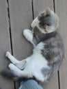 A Grey hairy cat sleeping on the floor