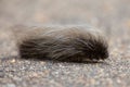 Grey hairy worm slowly crawling over tar road Royalty Free Stock Photo