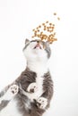 Grey happy cat eats food on a white background, the view from below. Unusual angle, soaring for a pet