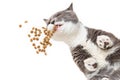 Grey happy cat eats food on a white background, the view from below. Unusual angle, soaring for a pet