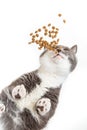 Grey happy cat eats food on a white background, the view from below. Unusual angle, soaring for a pet