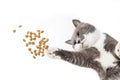 Grey happy cat eats food on a white background, the view from below. Unusual angle, soaring for a pet