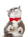 Grey happy cat in red bow tie on white background, view from below