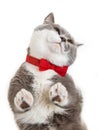 Grey happy cat in red bow tie on white background, view from below