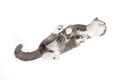 Grey happy cat on a white background, view from below. Unusual angle of shooting of a pet