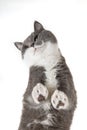 Grey happy cat on a white background, view from below. Unusual angle of shooting of a pet