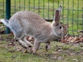 Grey hare running