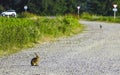 A grey hare sits on the road early in the morning Royalty Free Stock Photo