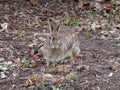 Grey Hare