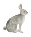 Grey Hare Watercolor Isolated on White Background. Rabbit Bunny