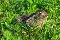 Grey Hare in the Wild