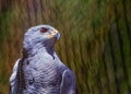 Grey Hawk (Buteo plagiatus