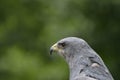 Grey Hawk head Royalty Free Stock Photo