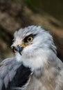 grey hawk Royalty Free Stock Photo