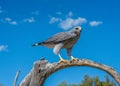 Grey Hawk Perched on Branch with blue sky and clouds