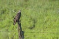 Grey hawk perched on a log with a barbed with the green grassy field in the background Royalty Free Stock Photo