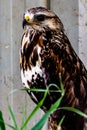Grey Hawk sitting on it\'s perch. Birds of Prey Centre Coledale Alberta Canada Royalty Free Stock Photo