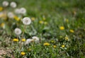 Grey hawkbit