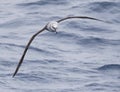 Grey-headed Albatross, Thalassarche chrysostoma Royalty Free Stock Photo