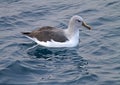 Grey-headed Albatross, Thalassarche chrysostoma Royalty Free Stock Photo