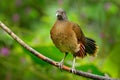 Grey-headed chachalaca, Ortalis cinereiceps, art view, exotic tropic bird in forest nature habitat, pink and orange flower tree, d Royalty Free Stock Photo