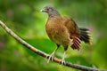 Grey-headed chachalaca, Ortalis cinereiceps, art view, exotic tropic bird in forest nature habitat, pink and orange flower tree, d Royalty Free Stock Photo