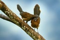 Grey-headed chachalaca, Ortalis cinereiceps, bird love, exotic tropic bird, forest nature habitat, pink and orange flower tree, de Royalty Free Stock Photo