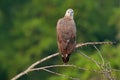 Grey-headed fish eagle, Ichthyophaga ichthyaetus, perched on branch in nice morning light against blurred forest in background. Wi
