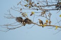 Grey Headed Fish Eagle Landing on Branch Royalty Free Stock Photo