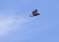 Grey-Headed Fish Eagle