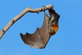 A grey-headed flying fox hanging in a tree with open wings, South Australia Royalty Free Stock Photo