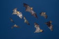 grey headed flying foxes at night Royalty Free Stock Photo