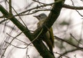 Grey-headed or grey-faced woodpecker female Picus canus Royalty Free Stock Photo