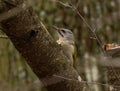 Grey-headed or grey-faced woodpecker female Picus canus Royalty Free Stock Photo