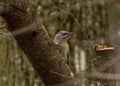 Grey-headed or grey-faced woodpecker female Picus canus Royalty Free Stock Photo