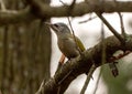 Grey-headed or grey-faced woodpecker female Picus canus Royalty Free Stock Photo